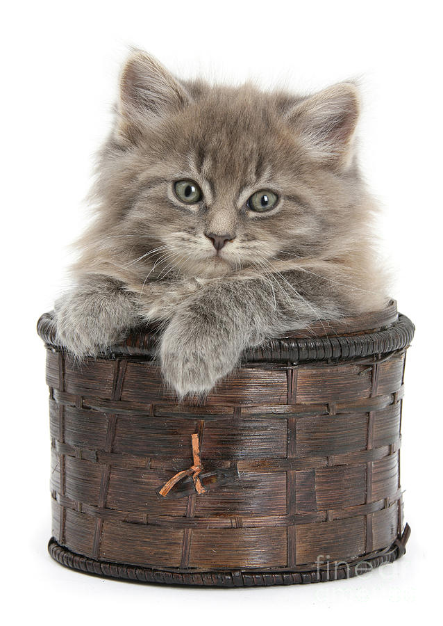 Maine Coon kitty in a basket Photograph by Warren Photographic