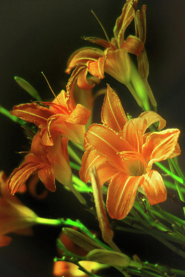 Maine Lillies Photograph by Jerry Griffin