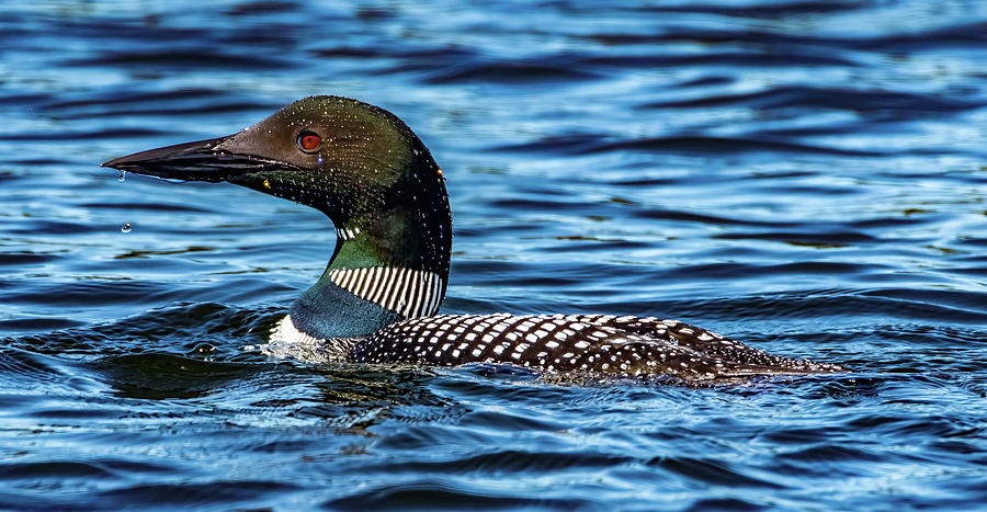 Maine Loon Photograph by Brian Shoemaker