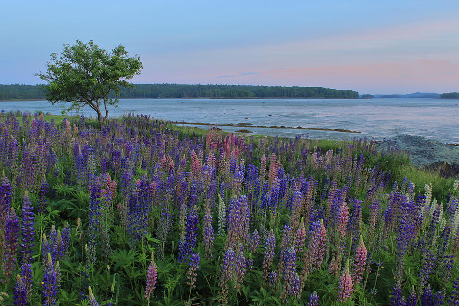 Maine Lupines Photograph by John Burk - Fine Art America