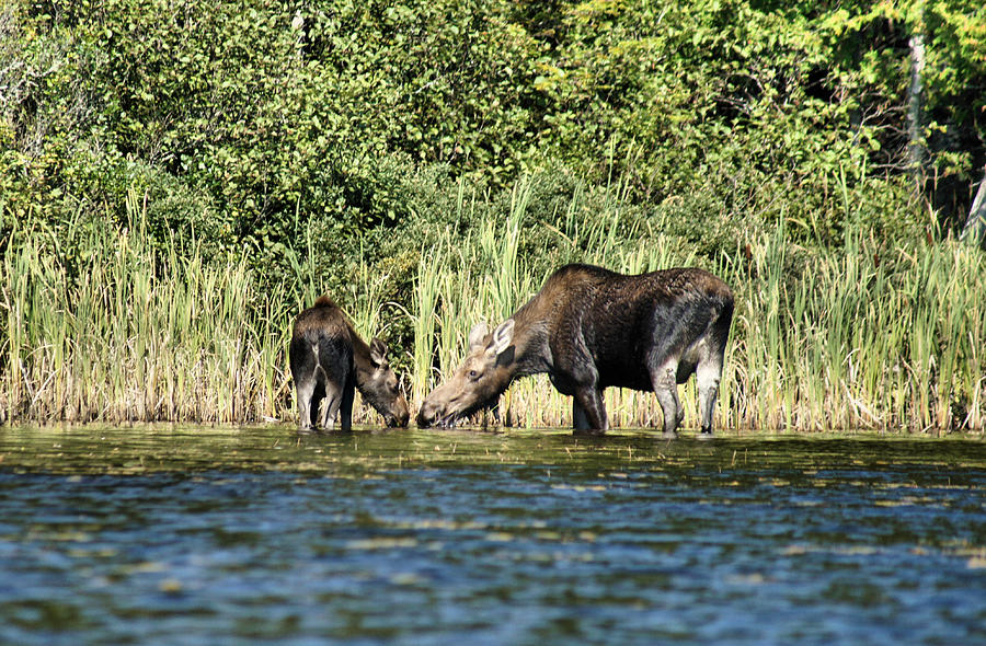 Maine Mommy Moose and Baby Photograph by Russel Considine