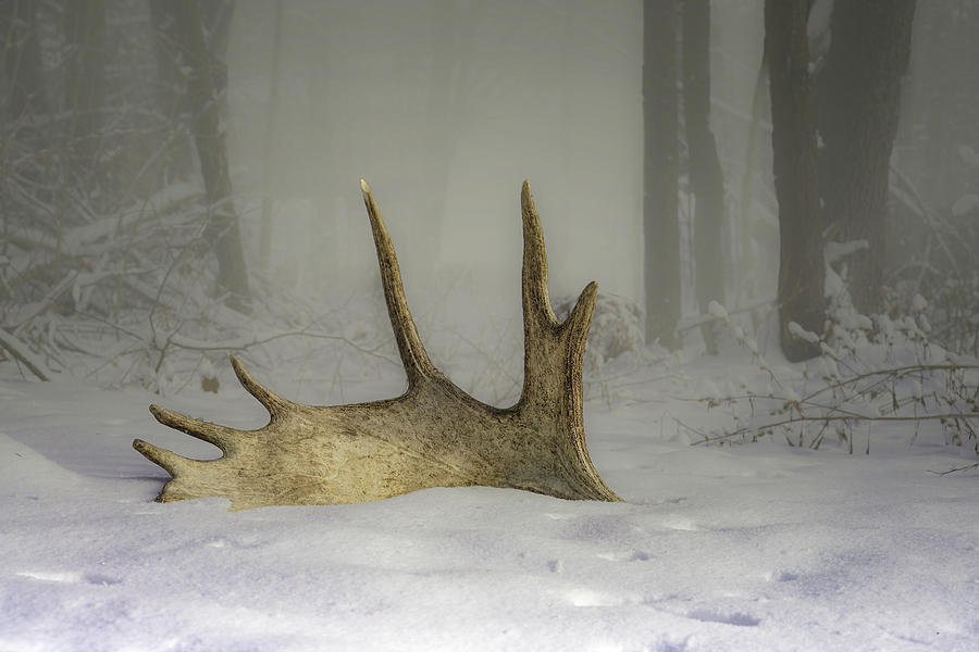 Maine Moose Photograph by Bob Orsillo