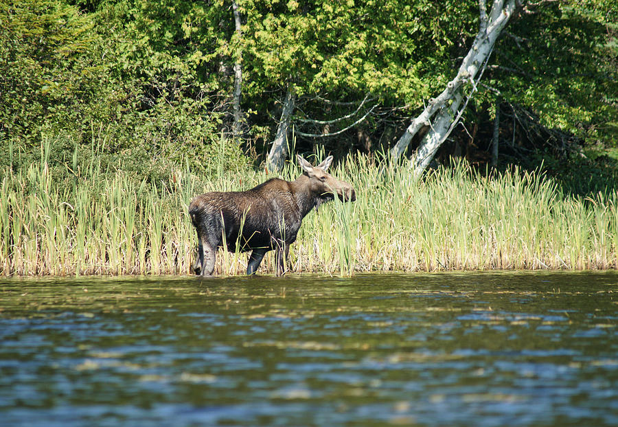 Maine Moose in Hunter Cove Photograph by Russel Considine