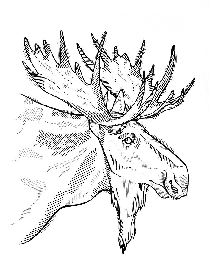 moose clip art
