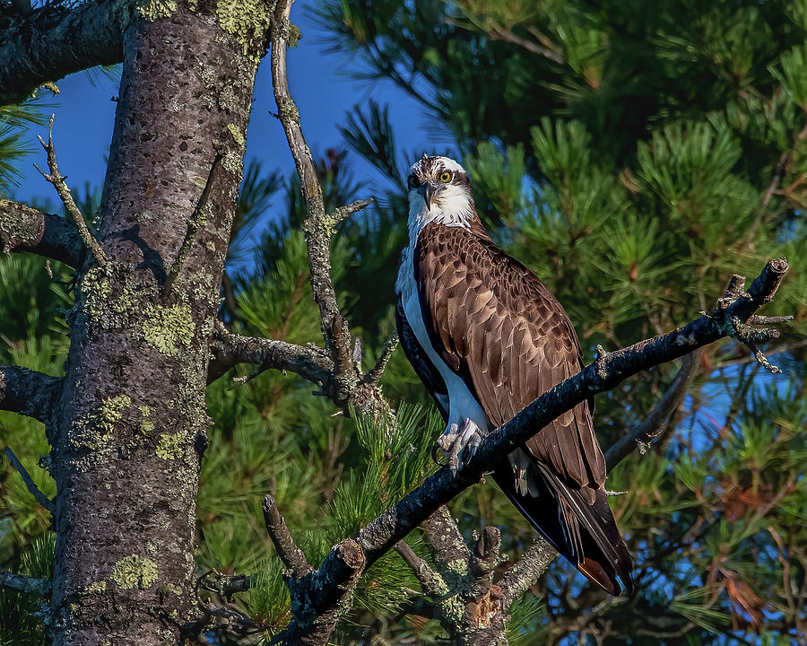 Maine Osprey  Photograph by Brian Shoemaker