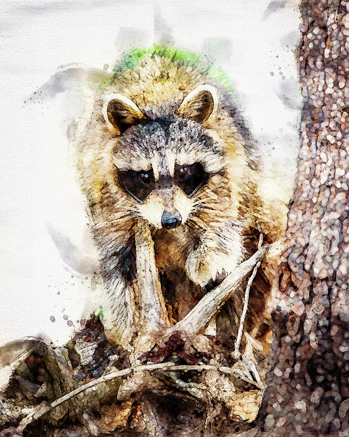 Maine Raccoon Painting by Bob Orsillo