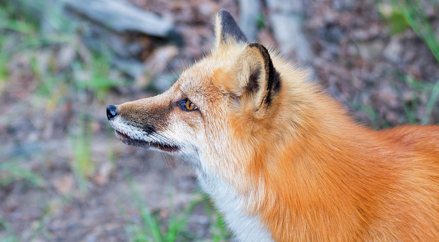 Maine Red Fox Photograph by Robert Libby