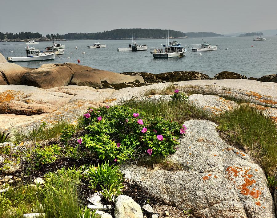 Maine Seascape Photograph by Steve Brown