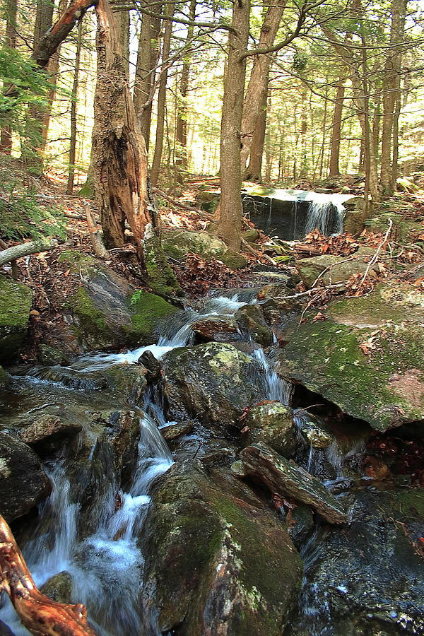 Maine Stream Photograph