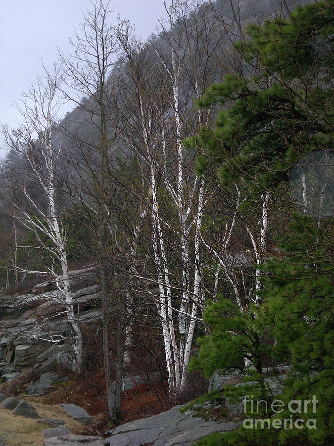 Maine White Birches Photograph