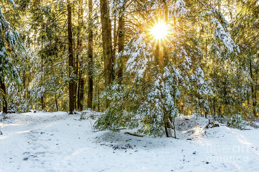 Maine Winter Wonderland Photograph by Elizabeth Dow