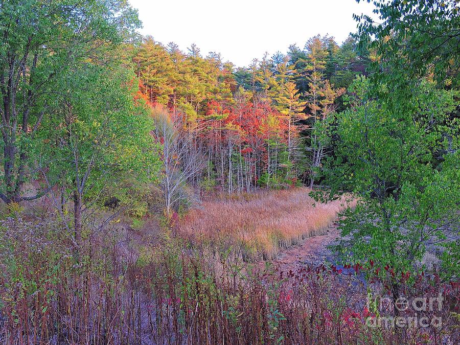 Maine Woodlands Photograph by Marcia Lee Jones