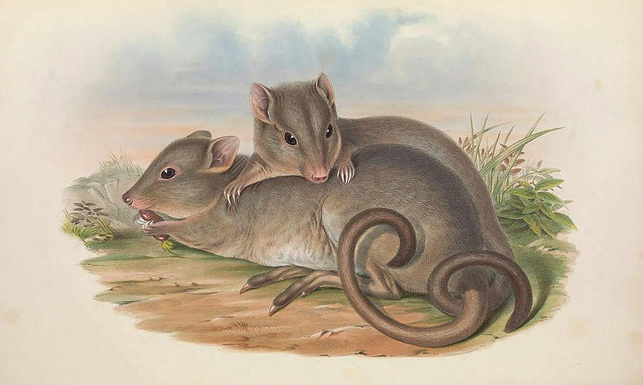 Mainland Boodie  Drawing by John Gould