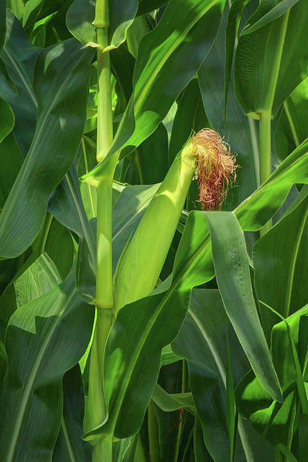 Maize - Corn Photograph by Nikolyn McDonald