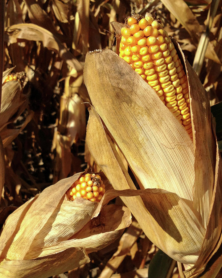 Maize Photograph by Don Spenner