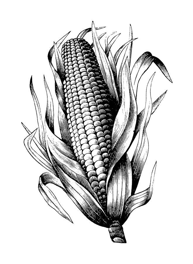 Maize Drawing by Nicoolay