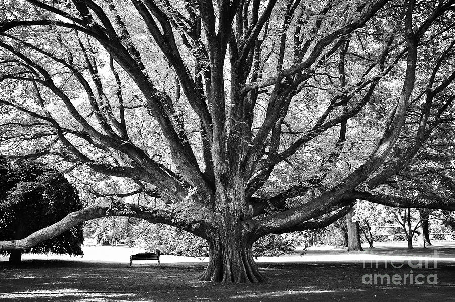 Majectic tree in Christchurch - Black and white  Photograph by Delphimages Photo Creations