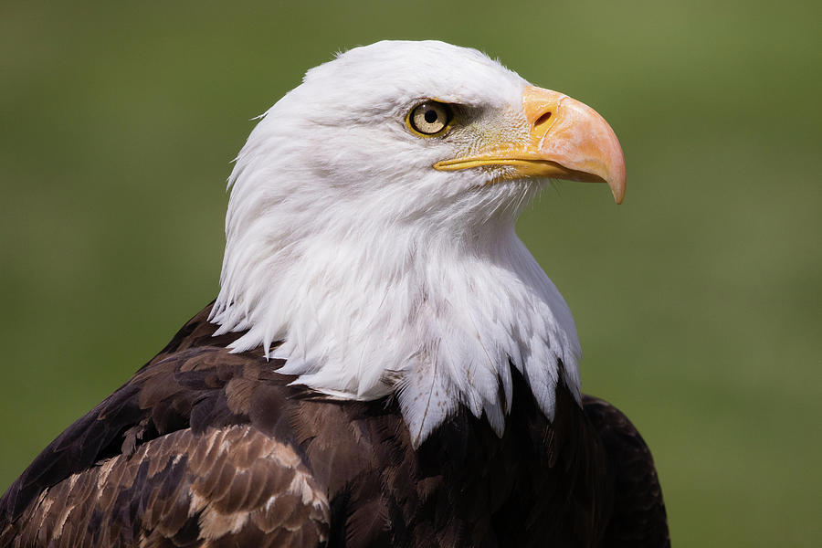 Majestic and beautiful Bald Eagle intently watches its surroundings ...