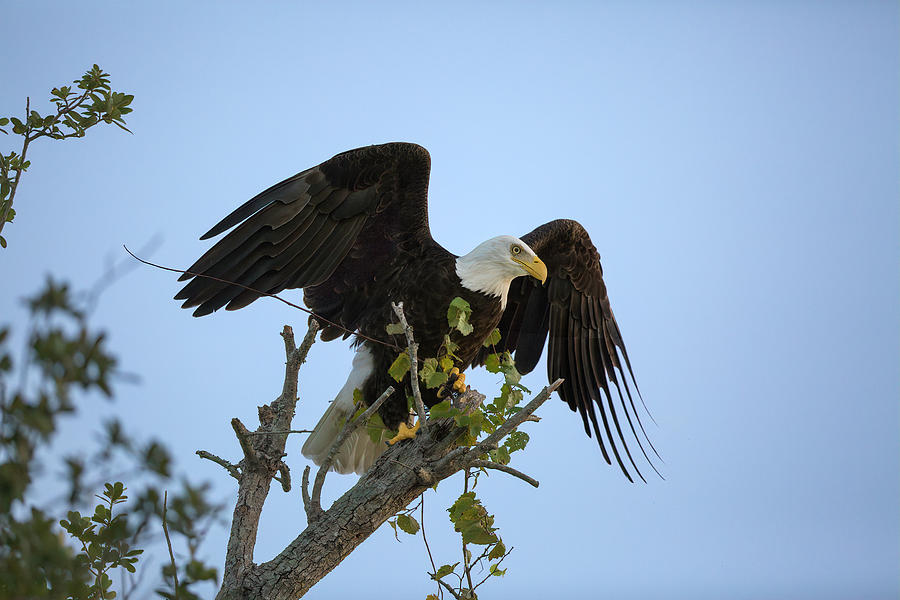 Majestic bald eagle Photograph by Bradley Zobel - Fine Art America