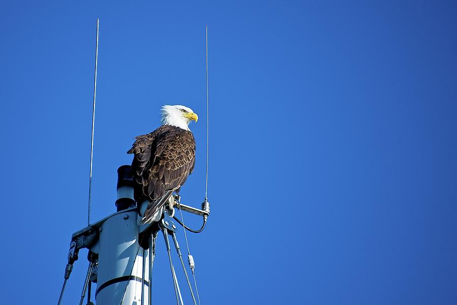 Majestic Bald Eagle Photograph by Chuck Burdick