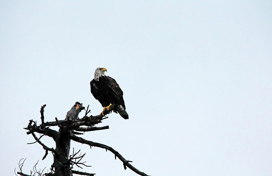 Majestic Bald Eagle Photograph by Debbie Oppermann