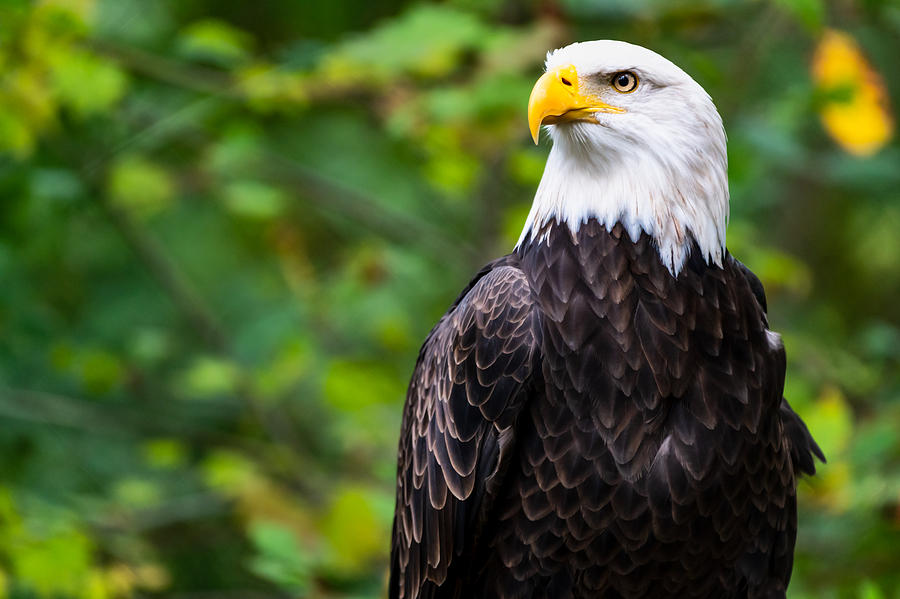 Majestic Bald Eagle - Fine Art Photograph by Jason Renfrow - Fine Art ...