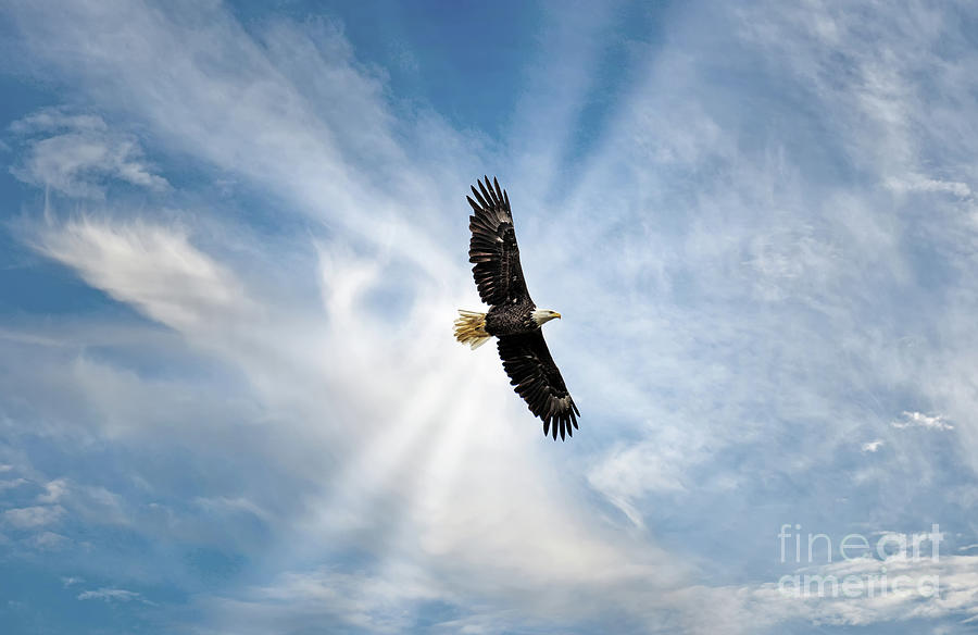 Majestic Bald Eagle Flying In The Clouds With Sunrays Photograph