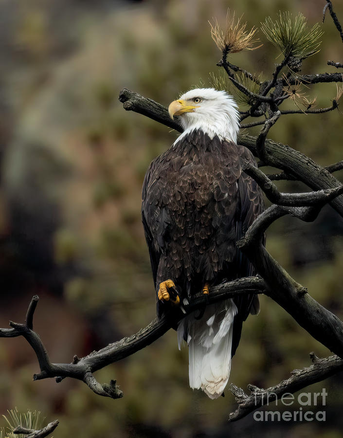 Majestic Bald Eagle in Eleven Mile Canyon Photograph by Steven Krull