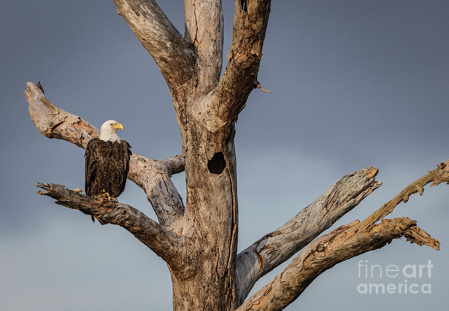 Majestic Bald Eagle Photograph by Maresa Pryor-Luzier