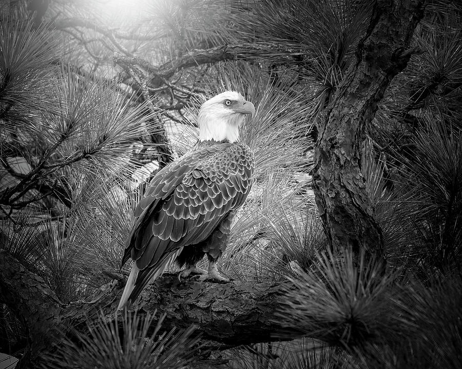 Eagle Photograph - Majestic Bald Eagle by Mark Andrew Thomas