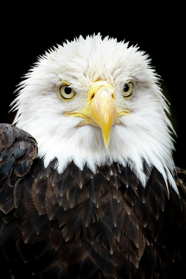 Eagle Photograph - Majestic Bald Eagle Portrait by Ricardo Reitmeyer