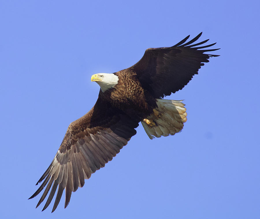 Majestic Bald Eagle Photograph by Roger Bergeron | Fine Art America