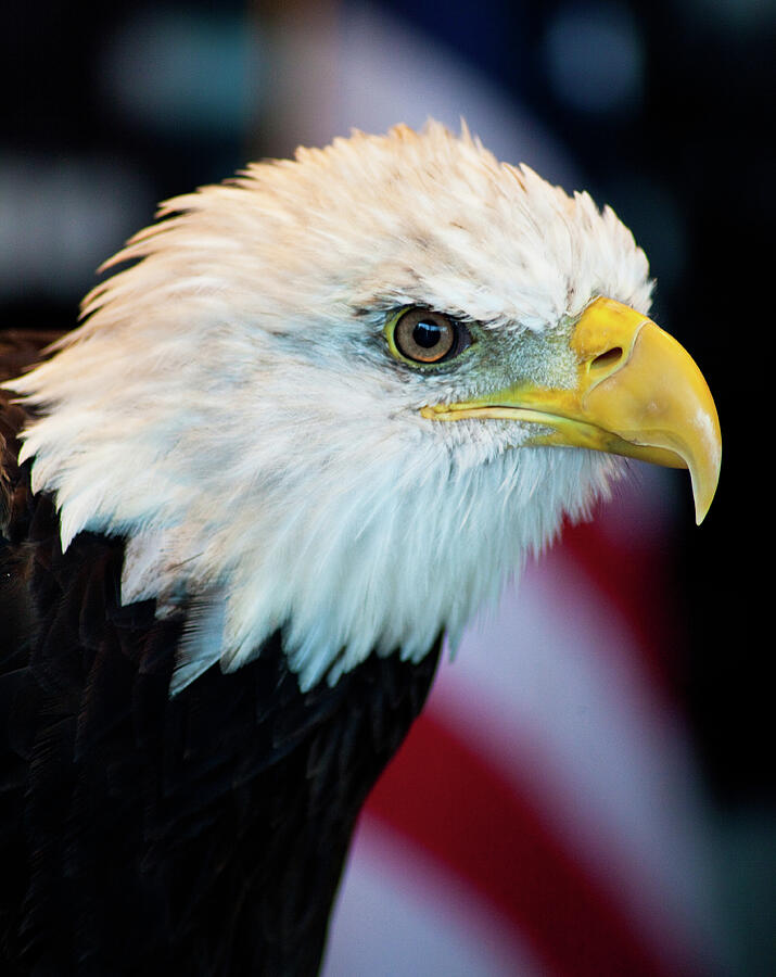Majestic Bald Eagle Photograph by Wayne Moran