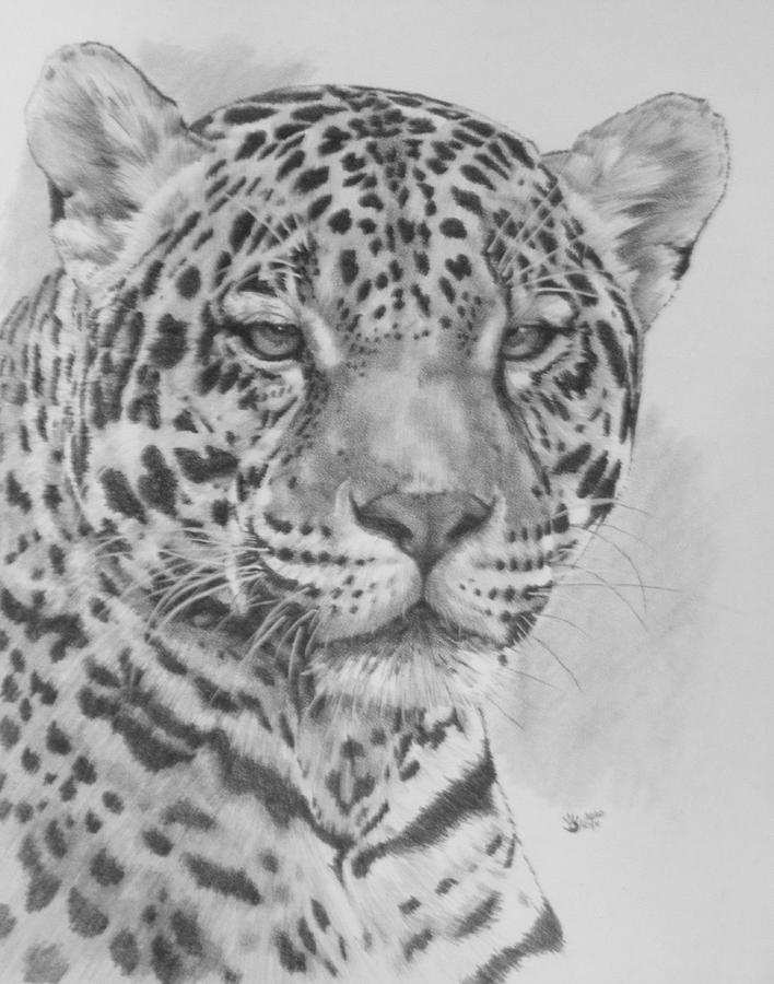 Wildlife Drawing - Majestic by Barbara Keith