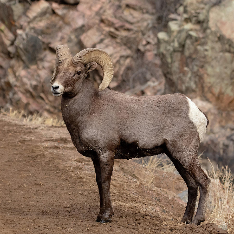 Majestic Big Horn Sheep Photograph by Mindy Musick King