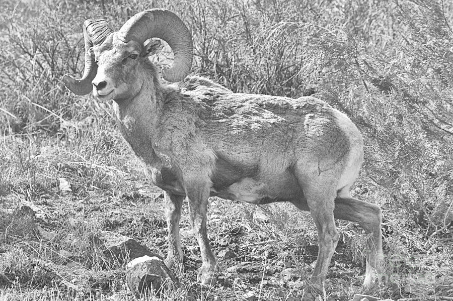 Majestic Bighorn Pose Black And White Photograph by Adam Jewell