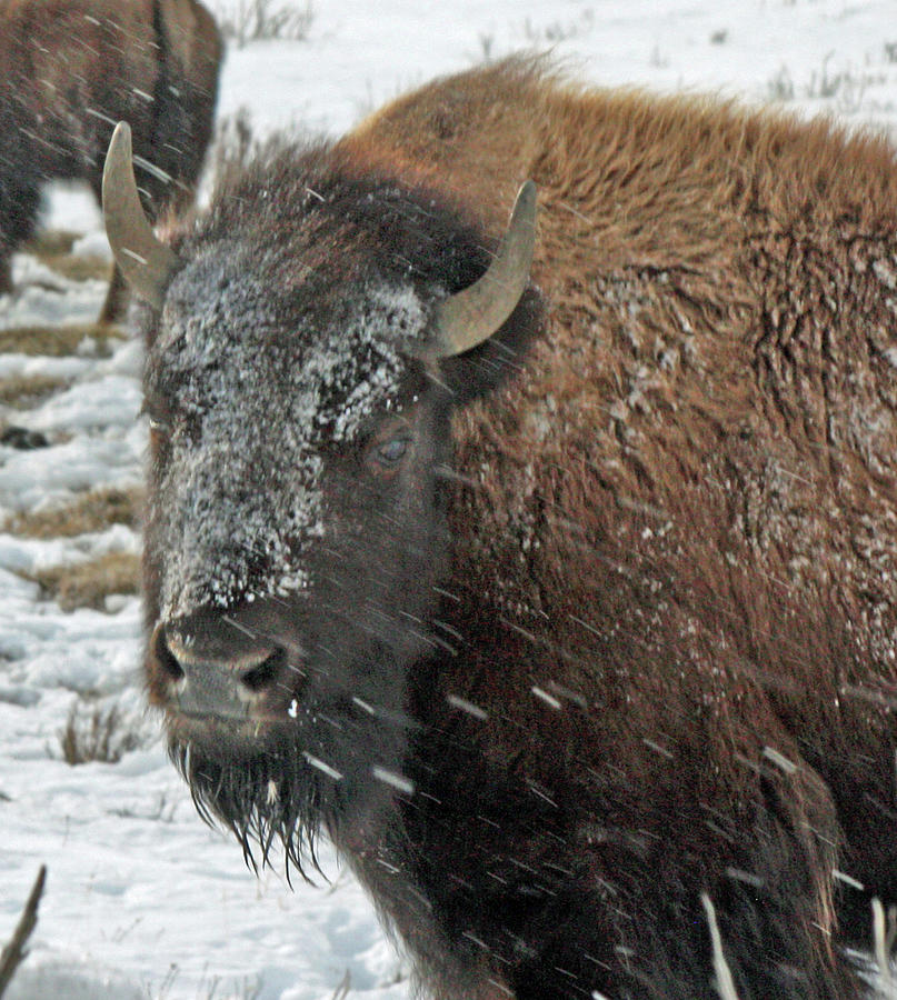 Majestic Bison 2 Photograph by Brian C Kane - Fine Art America