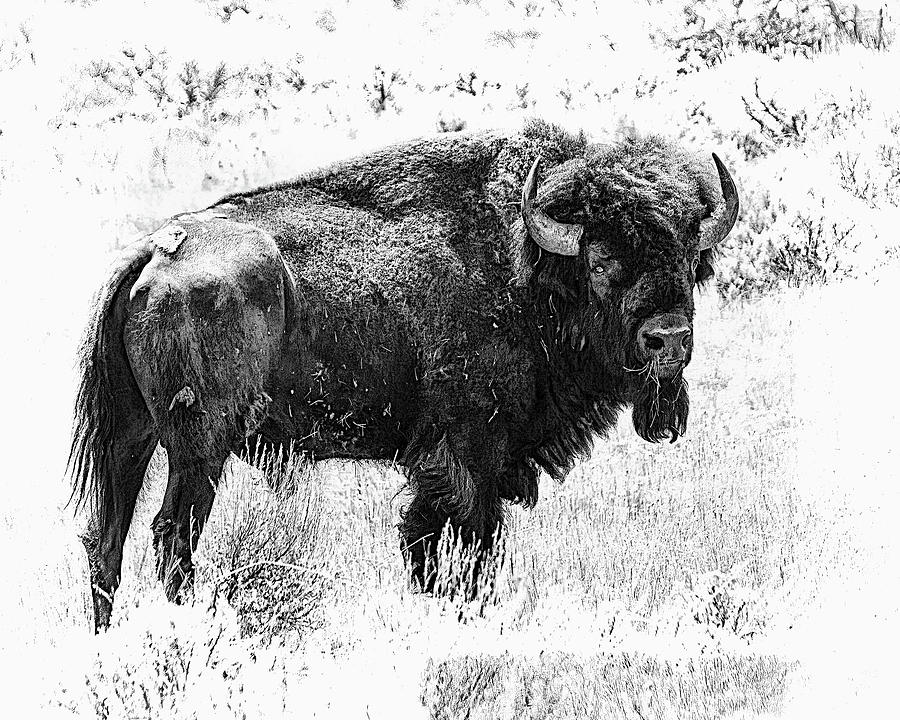 Majestic Bison Photograph by Jerry Cowart