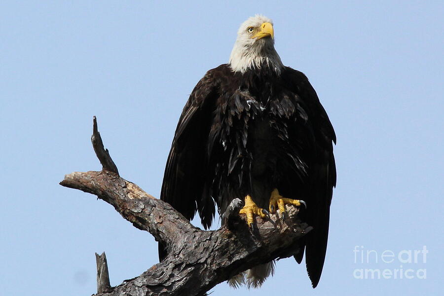 Eagle Photograph - Majestic by Brian Baker