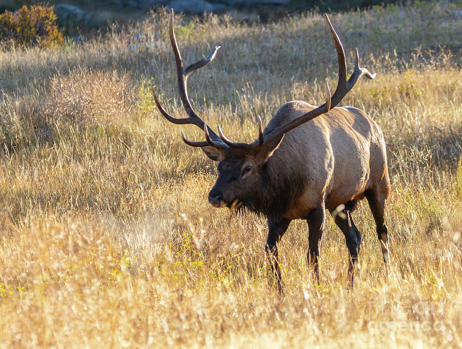 Majestic Bull Elk On A Crisp Rocky Mountain Morning Photograph
