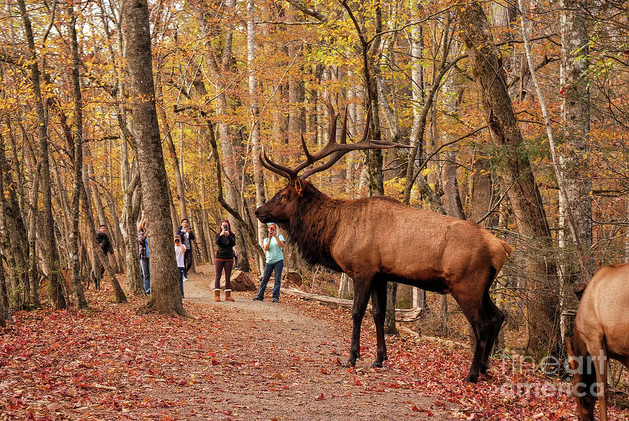 Majestic Bull Elk Posed For Park Visitors, Great Smoky Mountains Photograph by Felix Lai