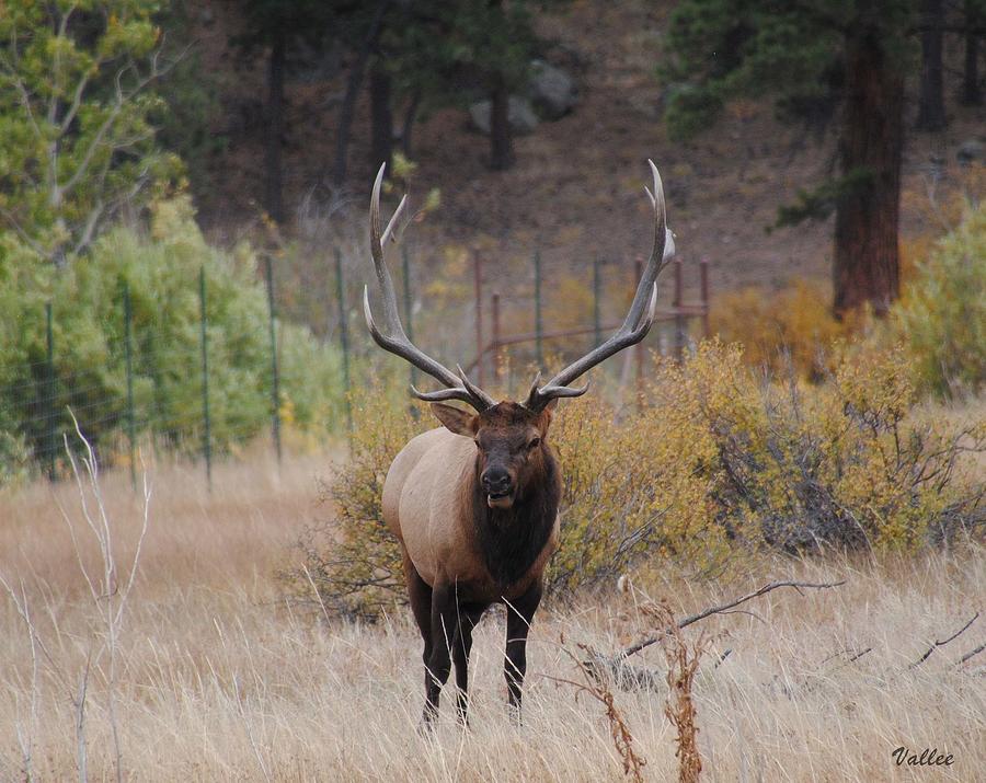 Majestic Bull Elk Photograph by Vallee Johnson