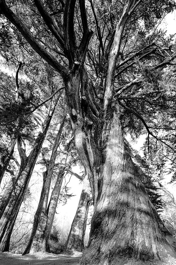 Majestic Cedars  Photograph by Pamela Patch