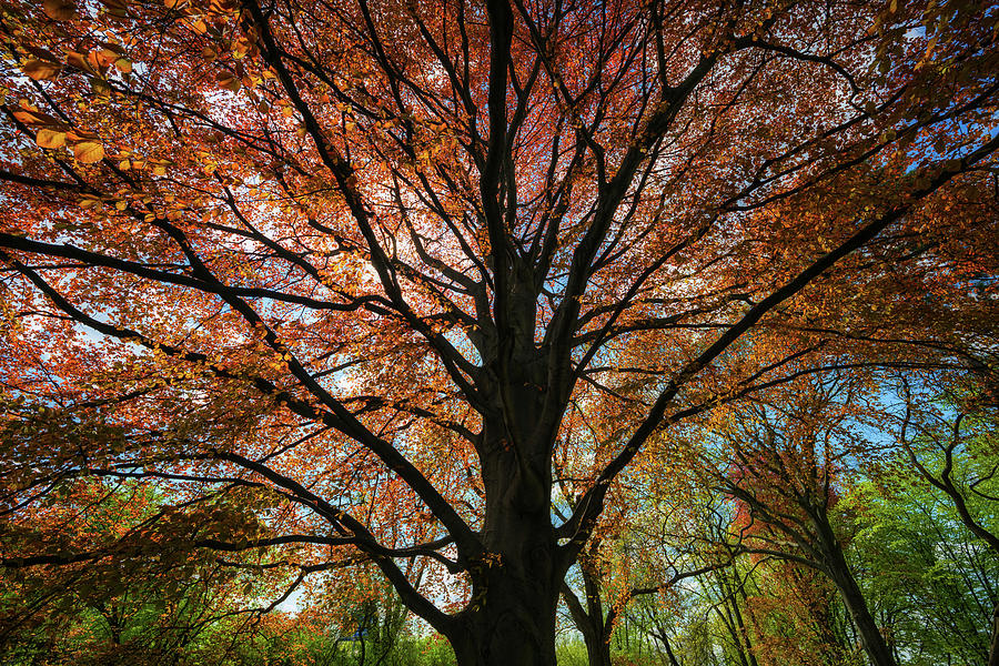 Majestic Copper Beech Tree In Spring Photograph by Artur Bogacki