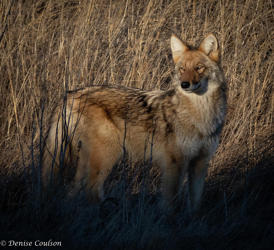 Majestic Coyote Photograph By Denise Coulson Fine Art America