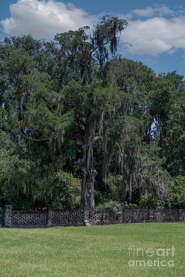 Majestic Cypres - Middleton Place Photograph