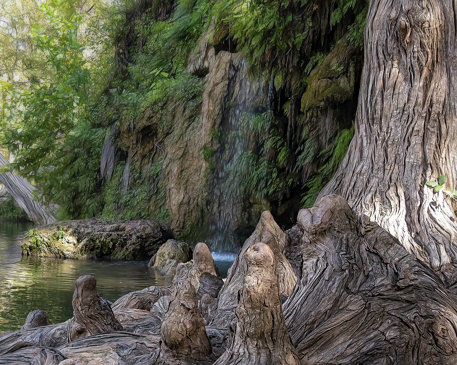 Majestic Cypress Tree Photograph by Cheri Freeman Majestic Cypress Tree Photograph by Cheri Freeman