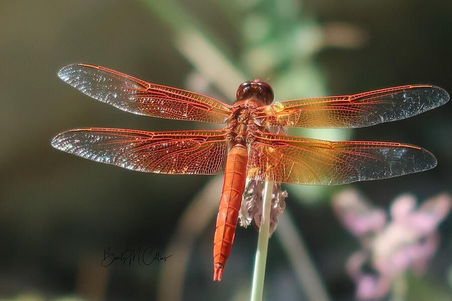 Majestic Dragonfly Photograph by Beverly M Collins