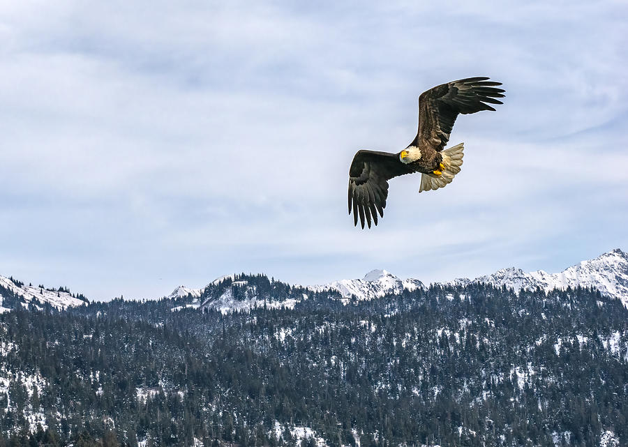 Majestic Eagle in Flight Photograph by Kristal Kraft
