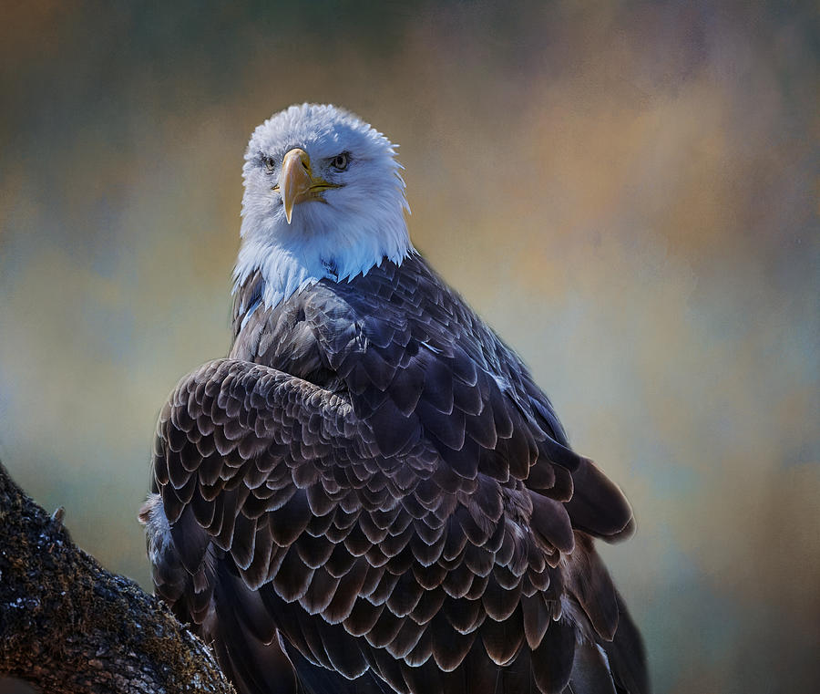 Majestic Eagle Photograph by James Gamble Majestic Eagle Photograph by James Gamble
